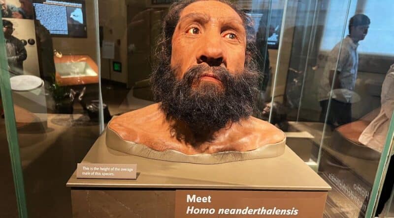 A fake head and torso of a Neanderthal in the natural history museum in Washington dc. 